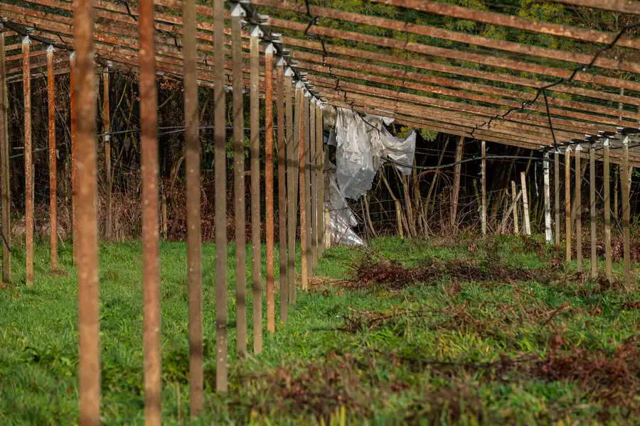 How Shed Removal Enhances Curb Appeal Quickly Chesterfield, VA How Shed Removal Enhances Curb Appeal Quickly Chesterfield, VA